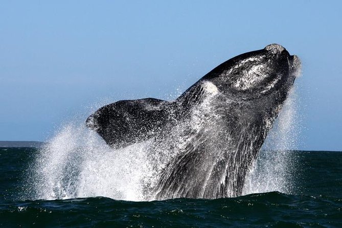Whale Watching from Gansbaai - Key points at a glance