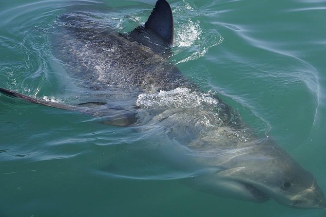 Whale Watching from Gansbaai - The crew and guiding