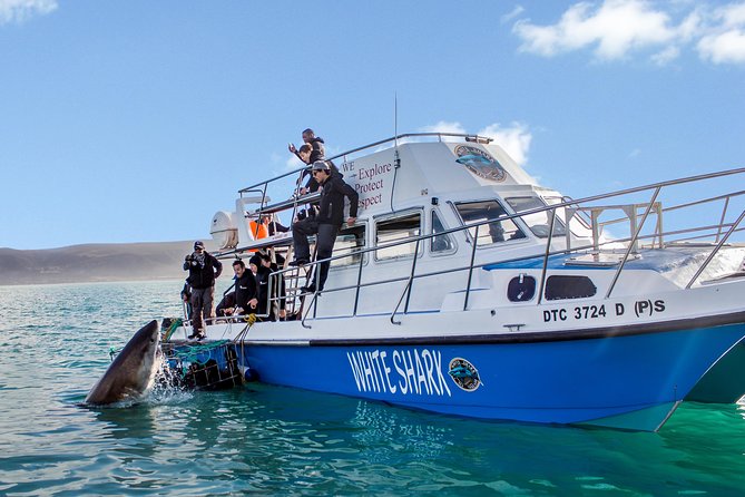 Whale Watching from Gansbaai - Timing, weather, and the limits of wildlife watching
