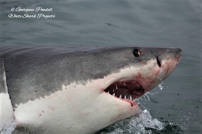 Whale Watching from Gansbaai - Is $112.15 good value?