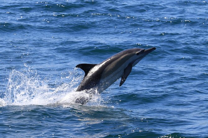 Whale Watching from Gansbaai - Handling the less-polished moments