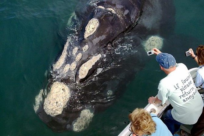 Whale Watching from Gansbaai - Looking for mothers, calves, and Southern right whales