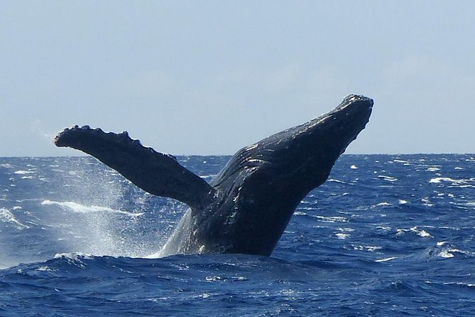 Whale Watching from Ma'alaea Harbor - Why Ma’alaea Harbor is a smart whale-watching launch point