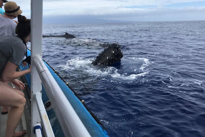 Whale Watching from Ma'alaea Harbor - Boat size, viewing, and rough-water comfort