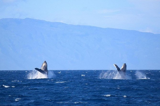 Whale Watching from Ma'alaea Harbor - The value of $82.65 per person
