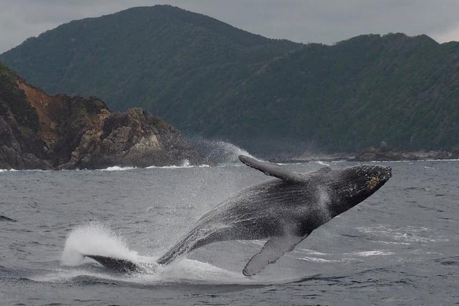 Whale Watching from Ma'alaea Harbor - A closer look at the listed stops
