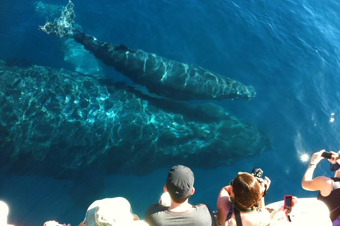 Whale Watching from Ma'alaea Harbor - Naturalists make distant whales easier to understand