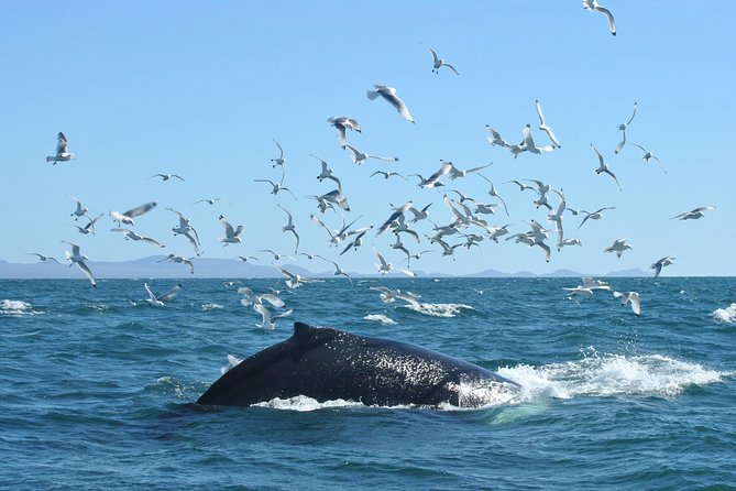 Whale Watching from the Heart of Akureyri - Humpbacks, minkes, dolphins, and birds