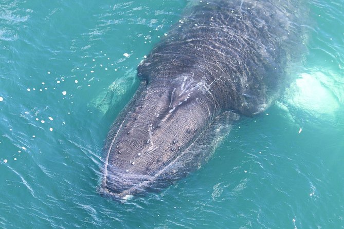 Whale Watching from the Heart of Akureyri - The route question you should ask