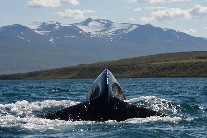 Whale Watching from the Heart of Akureyri - How the whale guarantee affects value