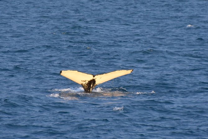 Whale Watching from the Heart of Akureyri - Choosing the right departure time