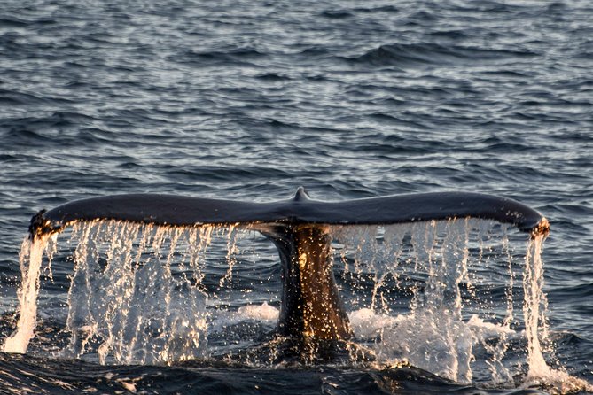 Whale Watching from the Heart of Akureyri - What the strongest trips have in common