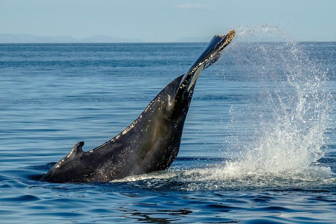 Whale Watching from the Heart of Akureyri - Who should book this Akureyri whale watch?