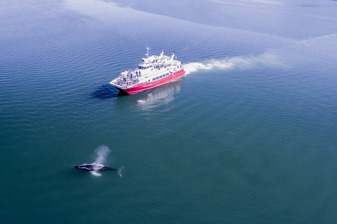 Whale Watching from the Heart of Akureyri - Staying warm on the open decks