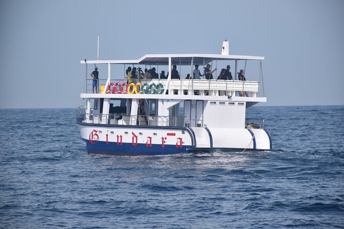 Whale Watching Galle with Pickup & Drop - Searching for blue whales and dolphins