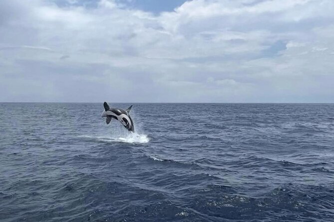 Whale Watching Galle with Pickup & Drop - What the $80 price really covers