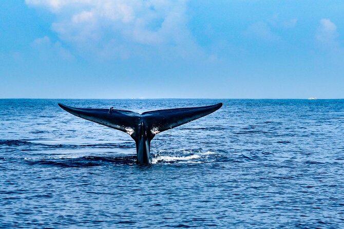 Whale Watching Galle with Pickup & Drop - The return journey and the seven-hour schedule