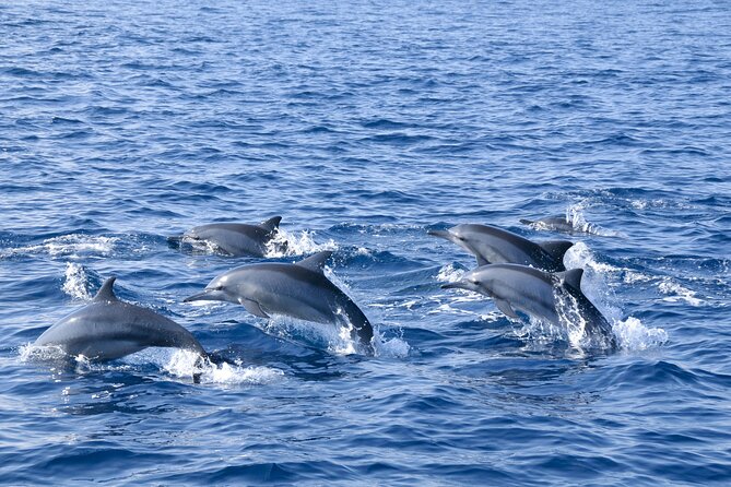 Whale Watching Galle with Pickup & Drop - Small details that will make the morning easier