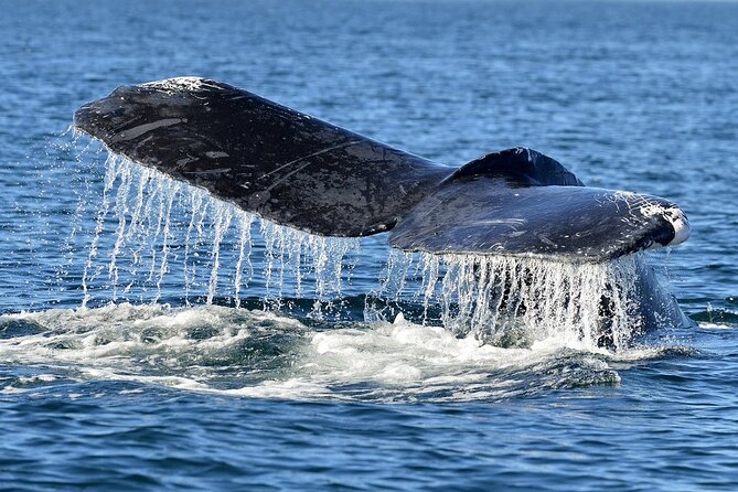 Whale Watching Galle with Pickup & Drop - Reaching Mirissa Harbor and boarding the boat