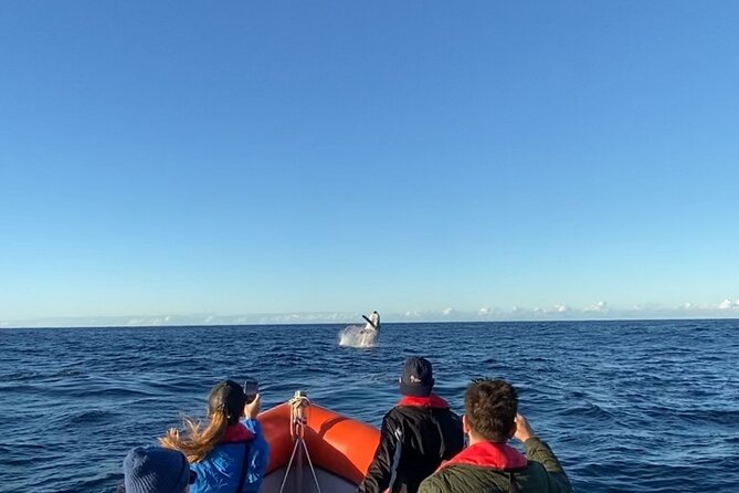Whale Watching Gold Coast - Why this small boat changes the whale-watching experience