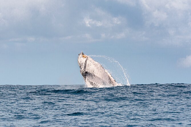 Whale Watching Gold Coast - Coolangatta and the Gold Coast coastline