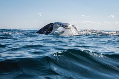 Whale Watching Gold Coast