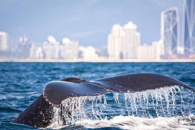 Whale Watching Gold Coast - Why the 12-person limit is worth paying for