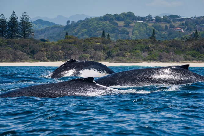 Whale Watching Gold Coast - Timing, weather, and what can change