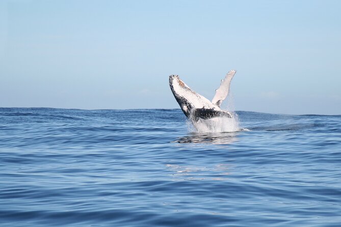 Whale Watching Gold Coast - Who will enjoy this Gold Coast whale watch