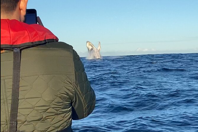 Whale Watching Gold Coast - What makes this better than a standard cruise