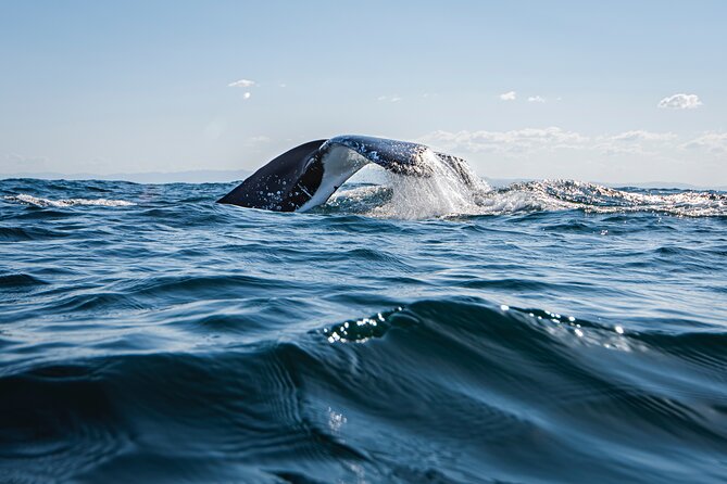 Whale Watching Gold Coast - The Tweed River area and the return route