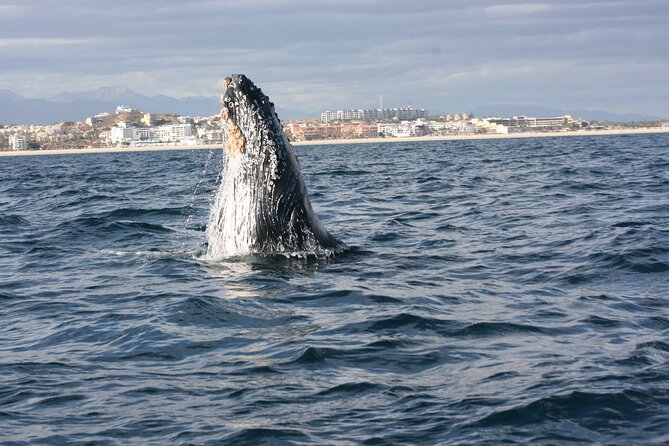 Whale Watching Group Tour in San Jose del Cabo - What makes this whale trip worth your morning