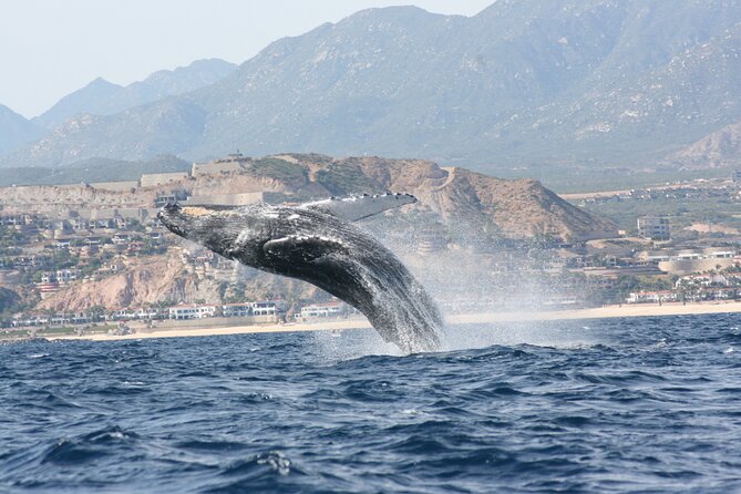 Whale Watching Group Tour in San Jose del Cabo - Two hours of watching whales in the Sea of Cortez