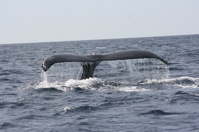 Whale Watching Group Tour in San Jose del Cabo - Guides who add facts, humor, and calm direction