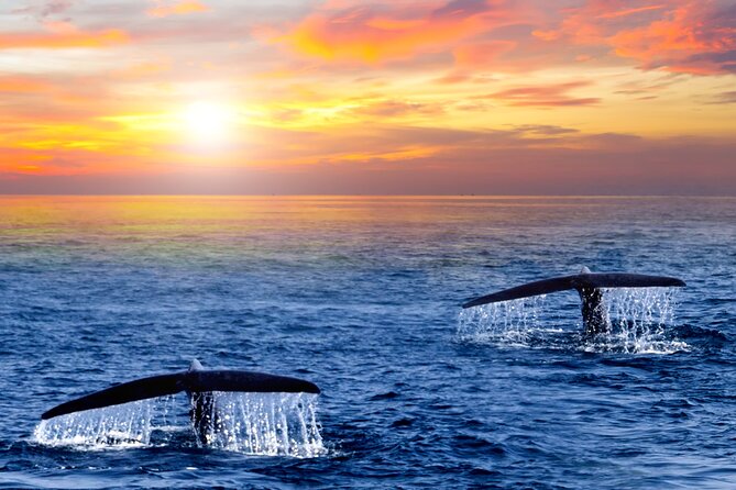 Whale Watching Group Tour in San Jose del Cabo - Photos, snacks, and the practical extras