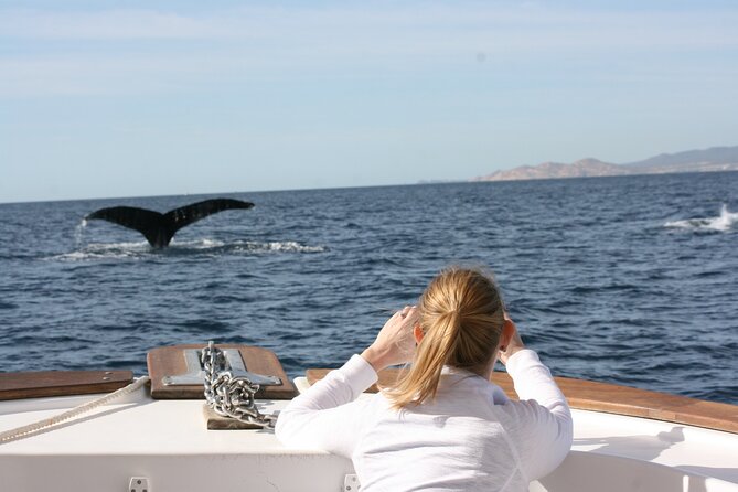 Whale Watching Group Tour in San Jose del Cabo - When to go during whale season