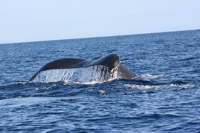 Whale Watching Group Tour in San Jose del Cabo - My call on the Salty Cabo whale tour