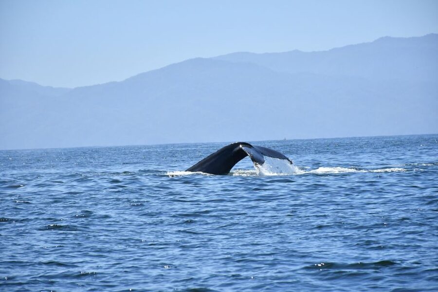 Whale Watching Guaranteed Experience in Puerto Vallarta - Guides who add humor and useful detail