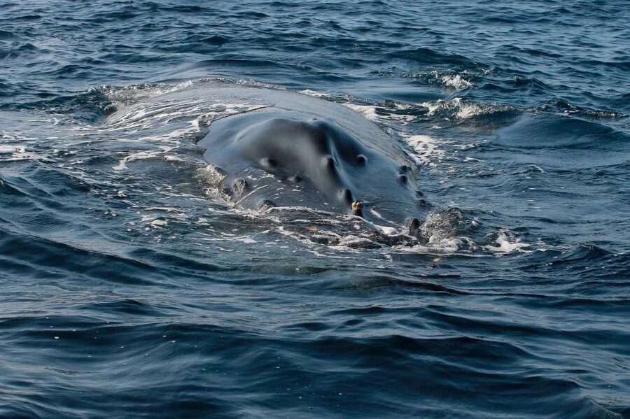 Whale Watching Guaranteed Experience in Puerto Vallarta - A simple lunch on the water