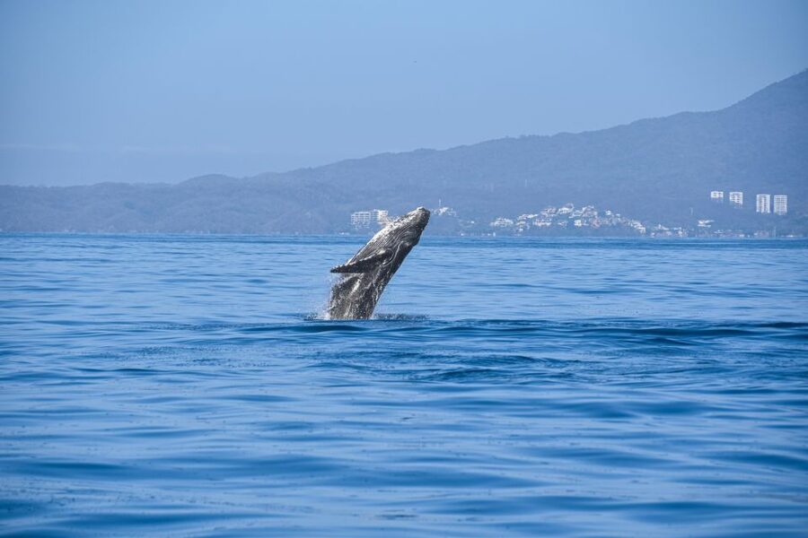 Whale Watching Guaranteed Experience in Puerto Vallarta - Is $99 a fair price?