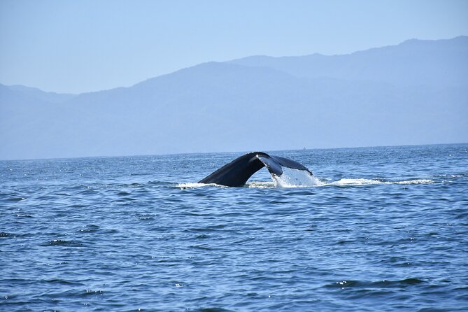 Whale Watching Guaranteed Experience in Puerto Vallarta - Is the $99 price fair?