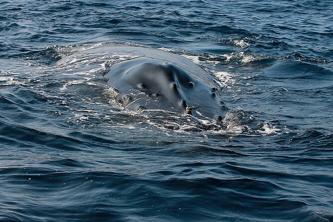 Whale Watching Guaranteed Experience in Puerto Vallarta - Who should choose this whale trip?