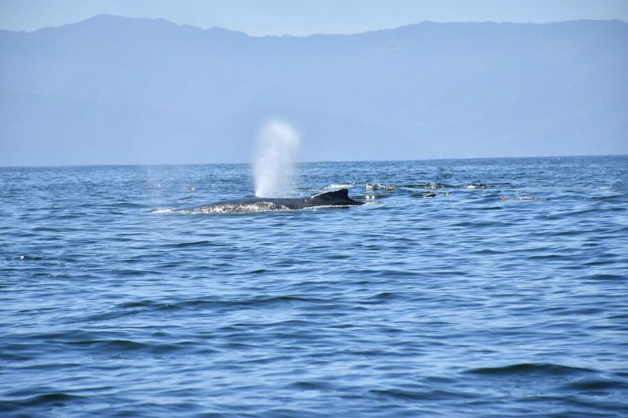 Whale Watching Guaranteed Experience in Puerto Vallarta - The fast-boat search across Banderas Bay