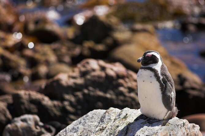 Whale Watching Hermanus - Boat base - From Cape Town to Hermanus along Clarens Drive