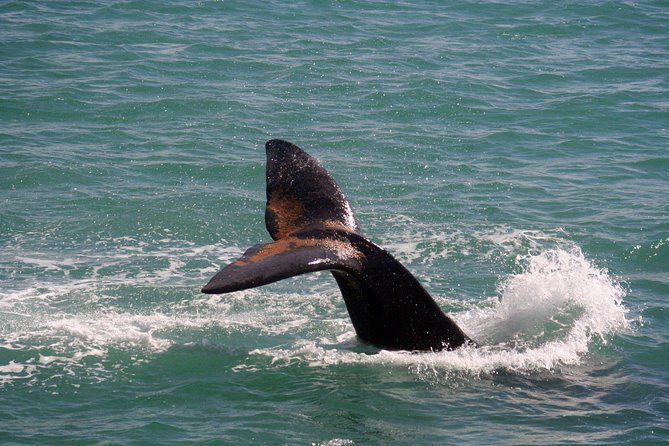 Whale Watching Hermanus - Boat base - Time in Hermanus after the boat