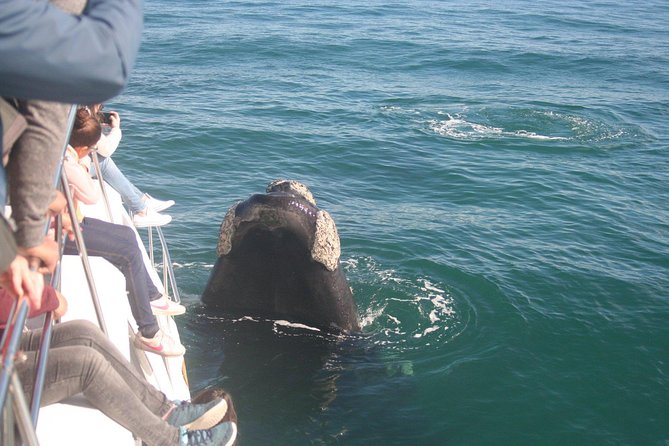 Whale Watching Hermanus - Boat base - Who will enjoy this experience most?