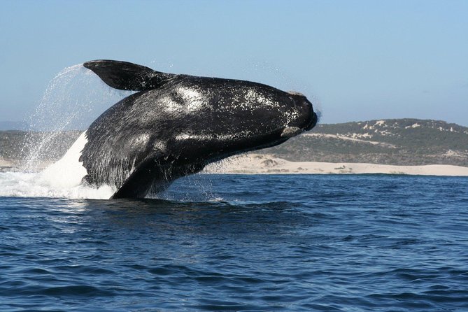 Whale Watching Hermanus - Boat base - What the two-hour boat trip feels like