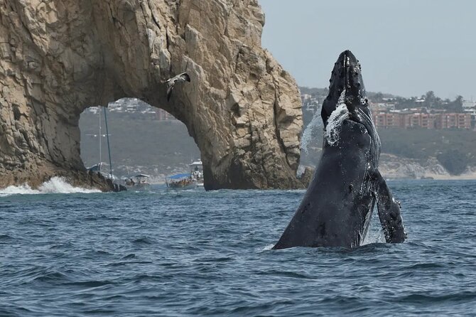 Whale Watching in Cabo: 2-Hour Small Group Tour to The Arch - Cabo’s famous rock formations in the first 45 minutes