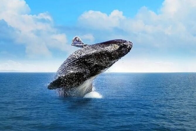 Whale Watching in Cabo: 2-Hour Small Group Tour to The Arch - Searching for whales in the Sea of Cortez