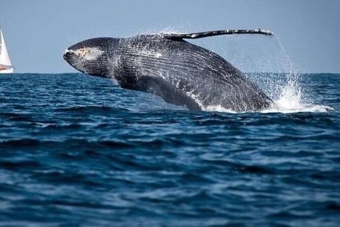 Whale Watching in Cabo: 2-Hour Small Group Tour to The Arch - What the small boat means for your day